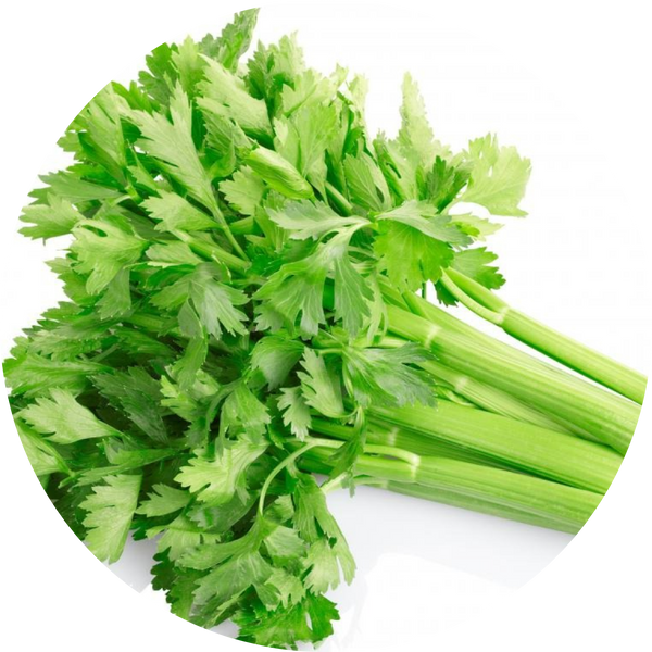 Celery